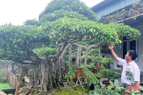 Cây sanh thế đa làng của gia đình ông Hồng từng được một vị khách ở Nghĩa Đàn (Nghệ An) muốn đổi ngang chiếc ô tô.