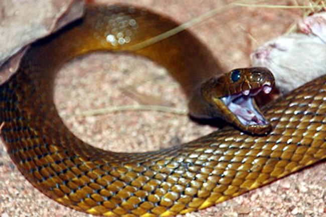 Rắn Taipan – dài khoảng 1,8m, chủ yếu sống ở Australia, là loài rắn độc nhất thế giới. Nọc độc từ một vết cắn của loài rắn này đủ để giết 100 người đàn ông trưởng thành, tương đương với hơn 200 000 con chuột. Rắn Taipan – dài khoảng 1,8m, chủ yếu sống ở Australia, là loài rắn độc nhất thế giới. Nọc độc từ một vết cắn của loài rắn này đủ để giết 100 người đàn ông trưởng thành, tương đương với hơn 200 000 con chuột.