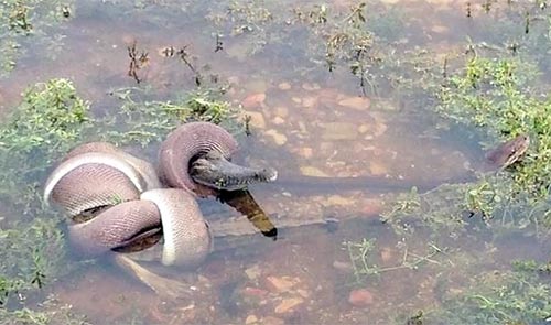 Hãi hùng cảnh trăn nuốt chửng cá sấu