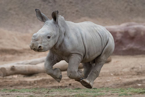 Những sự thật vô cùng bất ngờ về loài tê giác