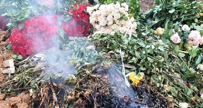 Hoa hồng Đà Lạt rớt giả thảm nhưng vẫn không có người mua nên người dân phải đau đớn cắt bỏ Hoa hồng Đà Lạt rớt giả thảm nhưng vẫn không có người mua nên người dân phải đau đớn cắt bỏ
