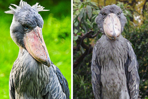 Loạt biểu cảm đáng yêu của động vật