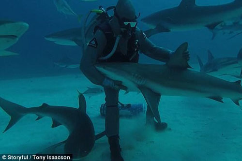 1001 thắc mắc: Cá mập đẻ trứng hay đẻ con?