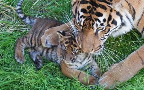 Hổ Sumatran mẹ âu yếm con nhỏ trong vườn thú San Francisco ở California, Mỹ.