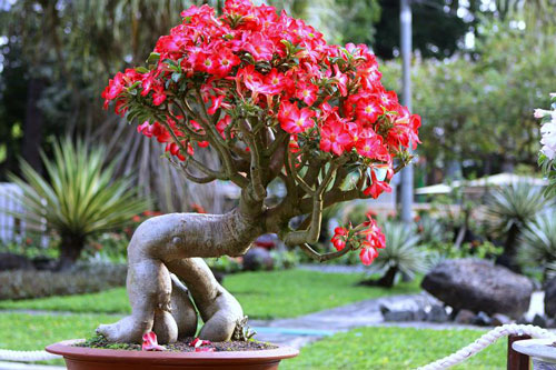 CLIP: Hướng dẫn cách trồng hoa sứ bằng hạt và những lưu ý sau khi ươm giống