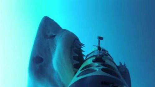 Nỗi oan của cá mập khi cáp quang bị đứt