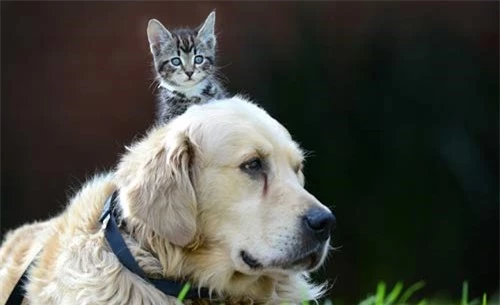 Ảnh đẹp: Mèo con trèo lên đầu chó - 8