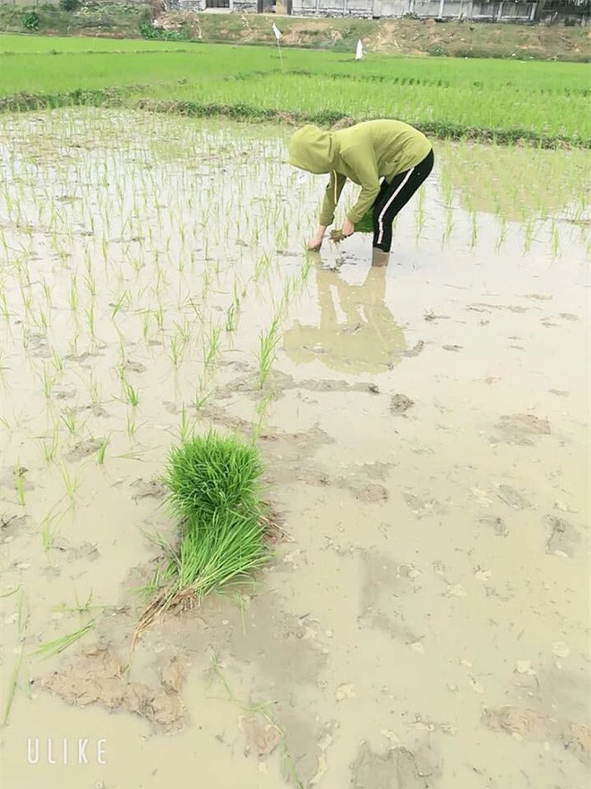 Cô gái bị dân mạng 