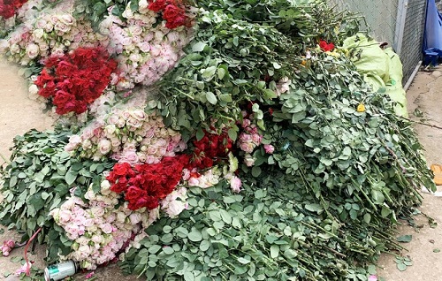 Covid-19: Nông sản khắp nơi rớt giá, ùn ứ, nông dân, doanh nghiệp khổ trăm bề 