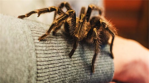 Vì sao ai sinh ra cũng có bản năng sợ rắn và nhện?