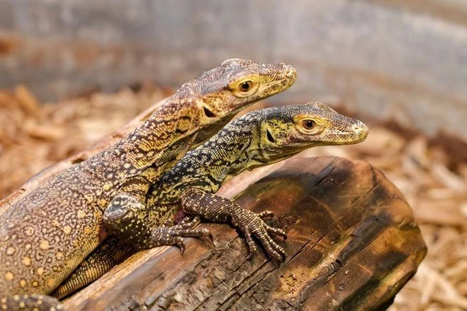 Hai trong số ba con rồng Komodo con được sinh sản đơn tính từ con mẹ Charlie. (Ảnh: Vườn thú Chattanooga).