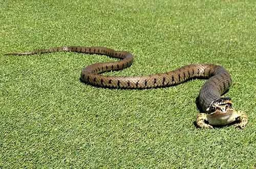 Con rắn gần như đã nuốt chửng con ếch gần lỗ 17 trên sân golf Thornbury.