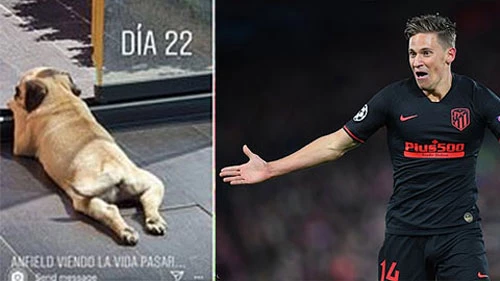 Marcos Llorente của Atletico Madrid đã đặt tên cún cưng là Anfield.