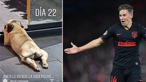 Marcos Llorente của Atletico Madrid đã đặt tên cún cưng là Anfield. Marcos Llorente của Atletico Madrid đã đặt tên cún cưng là Anfield.