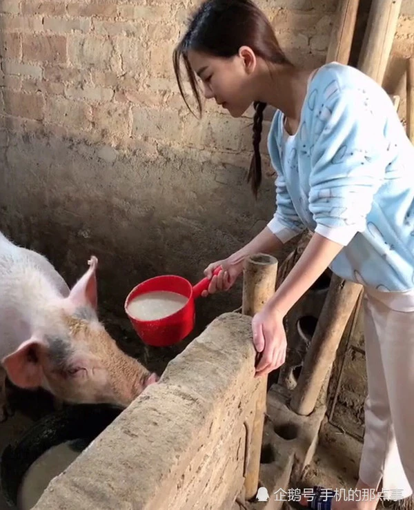 Hình ảnh cô gái cho lợn ăn