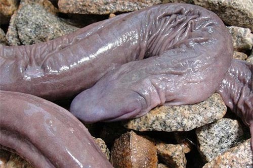 Loài rắn không mắt Atretochoana eiselti mới được phát hiện Loài rắn không mắt Atretochoana eiselti mới được phát hiện