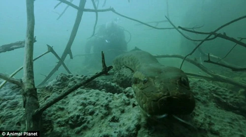 Jeremy Wade cùng đoàn làm phim tới sông Jeremy Wade để truy tìm quái vật giết người hàng loạt. Jeremy Wade cùng đoàn làm phim tới sông Jeremy Wade để truy tìm quái vật giết người hàng loạt.