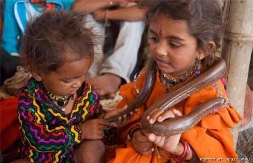 Trẻ em Ấn Độ coi rắn như bạn