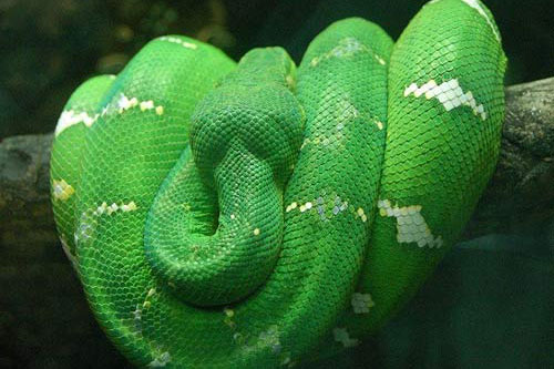 Loài trăn này có tên khoa học là Corallus Caninus, sinh sống chủ yếu tại Nam Mỹ và rừng Amazon. Đây là loài ưa nước nên chúng di chuyển dưới nước rất nhanh, và "đi" khá chậm chạp khi ở trên cạn. Loài trăn này có tên khoa học là Corallus Caninus, sinh sống chủ yếu tại Nam Mỹ và rừng Amazon. Đây là loài ưa nước nên chúng di chuyển dưới nước rất nhanh, và "đi" khá chậm chạp khi ở trên cạn.