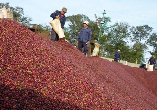 Cả nông dân và doanh nghiệp sản xuất kinh doanh cà phê đang đứng trước thảm cảnh “đổ vỡ” nếu không có những chính sách hỗ trợ kịp thời từ Nhà nước để vượt qua giai đoạn khó khăn (Ảnh minh họa: Internet)