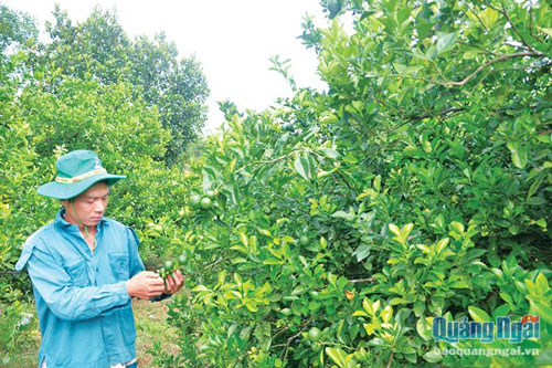 Quảng Ngãi: Làm giàu trên đất quê hương