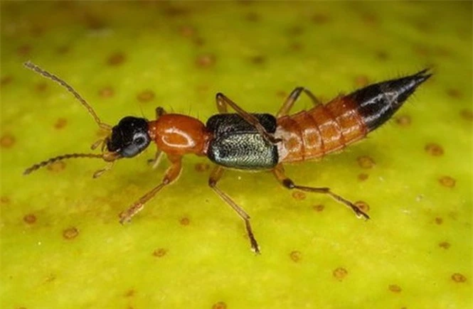 1001 thắc mắc: Loài kiến nào có nọc độc gấp 12 lần nọc rắn hổ mang? - ảnh 2