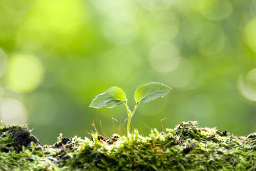 Trời không vì tình riêng mà thiên vị, nhưng thường “ưu ái” người lương thiện