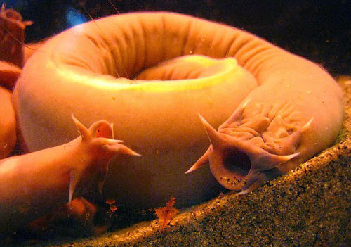 Cận cảnh loài vật đặc biệt có đến 4 trái tim