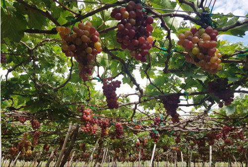 Nho Ninh Thuận vào mùa nhưng khó tiêu thụ