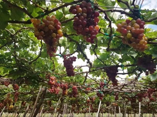 Nho Ninh Thuận vào mùa nhưng khó tiêu thụ