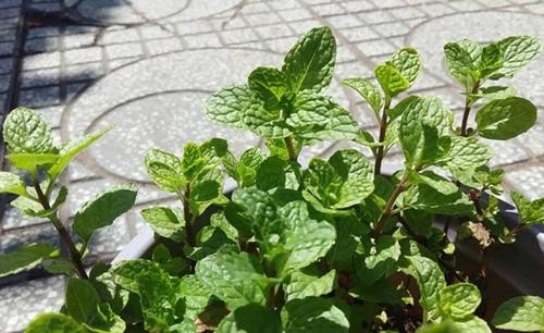 Đặt chậu cây này trong nhà vệ sinh, không còn mùi hôi, muỗi cũng bay mất dạng không còn một bóng nào