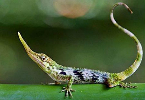 Cận cảnh loài thằn lằn có chiếc mũi “phù thủy”