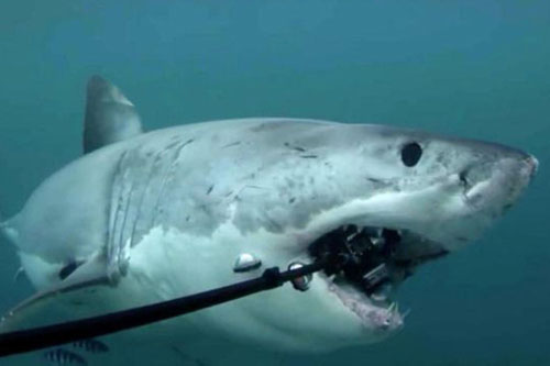 Lý do gì khiến cá mập thích cắn cáp quang biển?