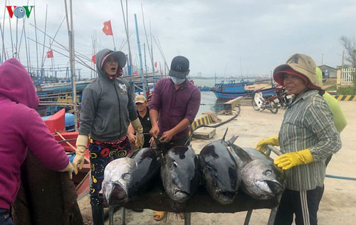 Giá cá ngừ đại dương giảm mạnh