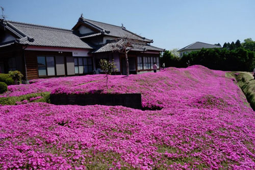 Sợ vợ phải sống trong đau khổ, ông lão quyết tâm làm nên điều kỳ diệu quanh nhà