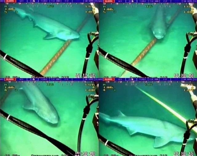 Lý do gì khiến cá mập thích cắn cáp quang biển? - Ảnh 1.