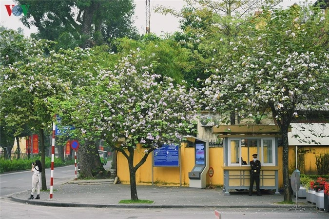 ngam sac hoa ban tay bac tinh khoi, dep nao long o ha noi hinh 1