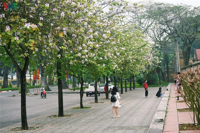 ngam sac hoa ban tay bac tinh khoi, dep nao long o ha noi hinh 10