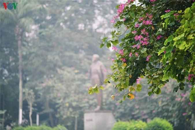 ngam sac hoa ban tay bac tinh khoi, dep nao long o ha noi hinh 15