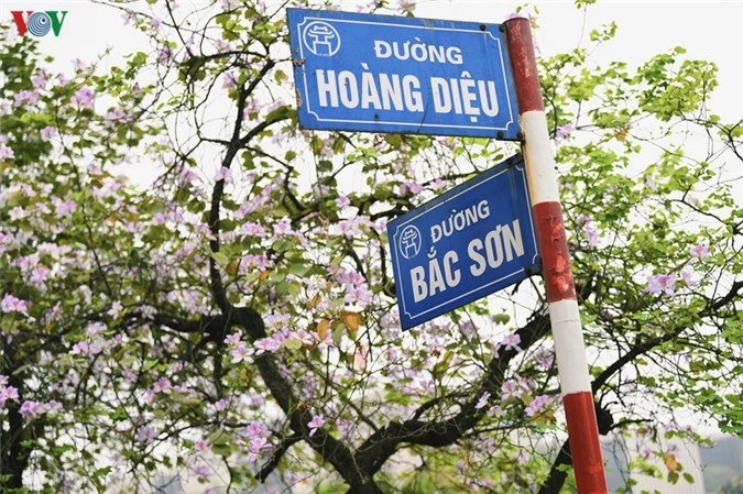 ngam sac hoa ban tay bac tinh khoi, dep nao long o ha noi hinh 2