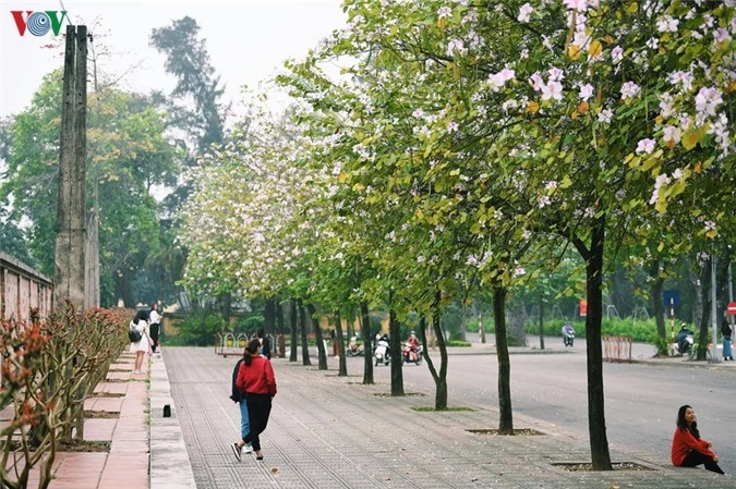 ngam sac hoa ban tay bac tinh khoi, dep nao long o ha noi hinh 8