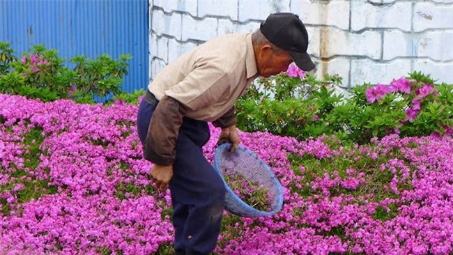 Sợ vợ phải sống trong đau khổ, ông lão quyết tâm làm nên điều kỳ diệu quanh nhà - 11