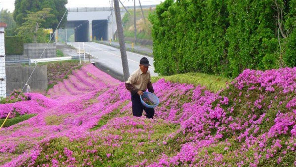 Sợ vợ phải sống trong đau khổ, ông lão quyết tâm làm nên điều kỳ diệu quanh nhà - 12