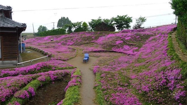 Sợ vợ phải sống trong đau khổ, ông lão quyết tâm làm nên điều kỳ diệu quanh nhà - 9