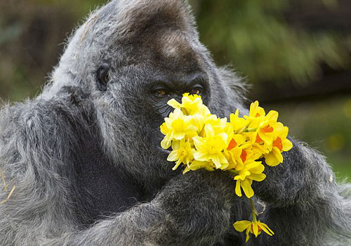 Tặng hoa cho khỉ đột và cái kết hết sức yêu đời