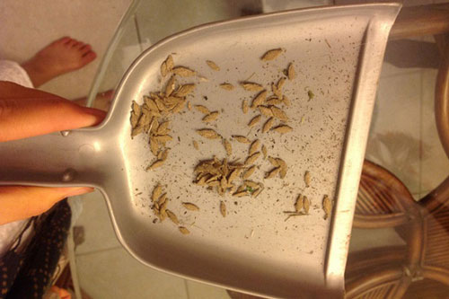 Thấy những “chiếc túi” bầu dục này trong nhà, loại bỏ ngay kẻo hối hận không kịp