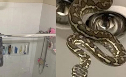 Đánh răng trong nhà tắm, đến lúc ngẩng đầu lên thì 2 đứa trẻ run sợ khi thấy thứ này trên trần nhà