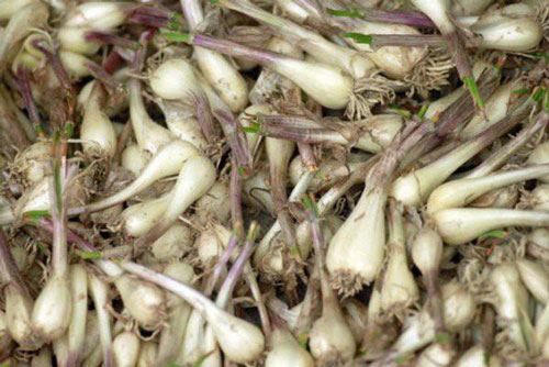 Củ kiệu có tác dụng chữa bệnh gì? Phân biệt củ kiệu và hành củ