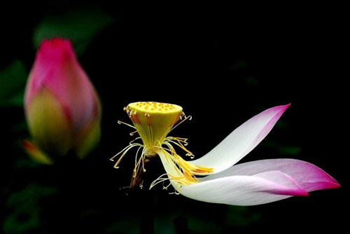 Cậu bé chăn trâu 2 lần được đổi mệnh, tấm lòng lương thiện cảm thấu trời xanh