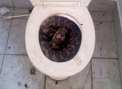 "Phát hoảng" khi thấy con trăn khổng lồ nằm trong bồn cầu